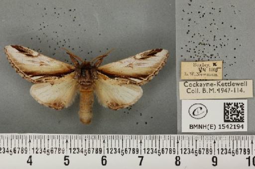 Pheosia gnoma (Fabricius, 1777) - BMNHE_1542194_245916