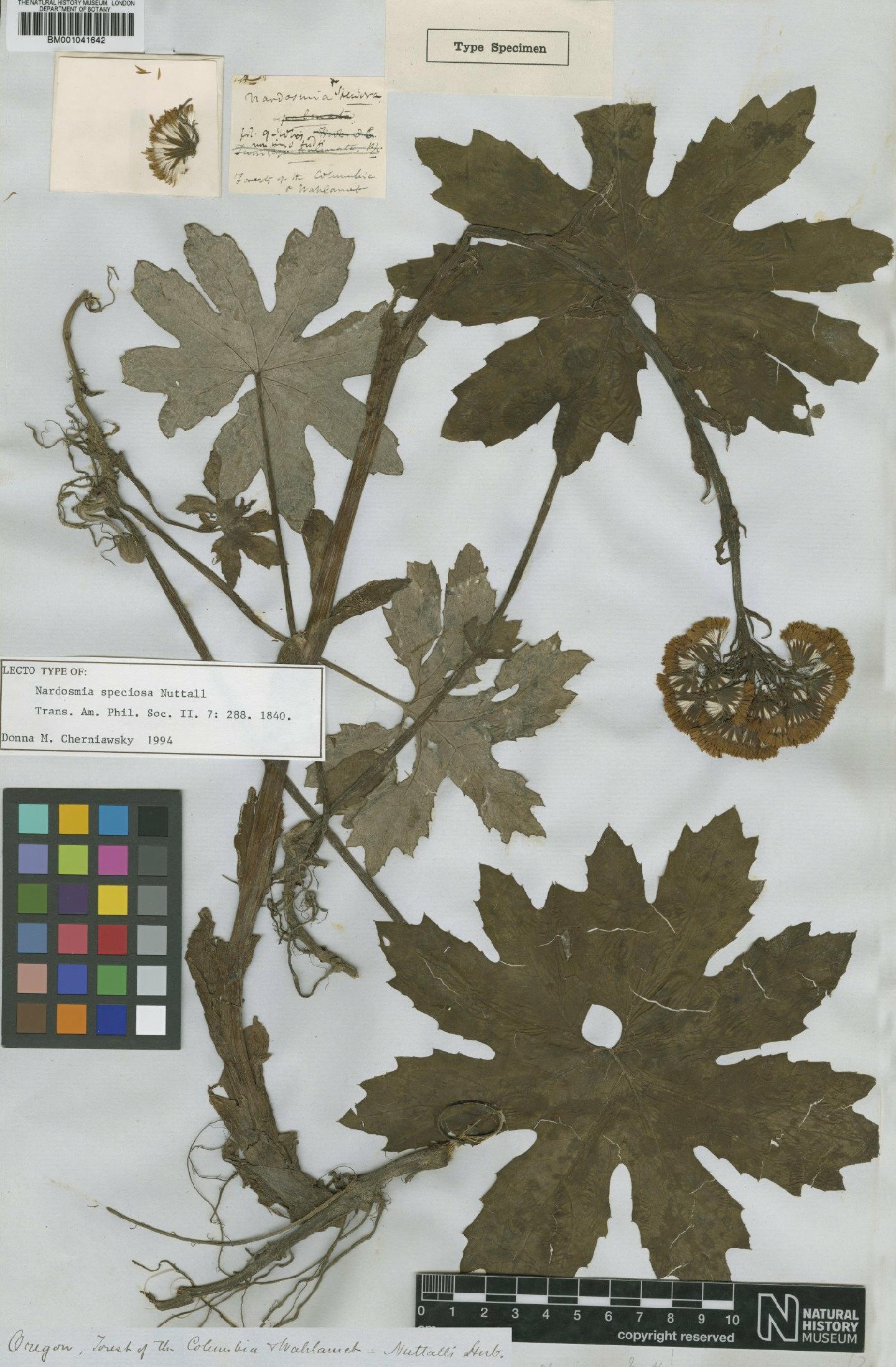 To NHMUK collection (Petasites speciosus Nutt.; Lectotype; NHMUK:ecatalogue:1186405)