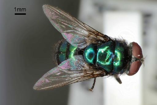 Chrysomya albiceps (Wiedemann, 1819) - Chrysomya albiceps m dorsal