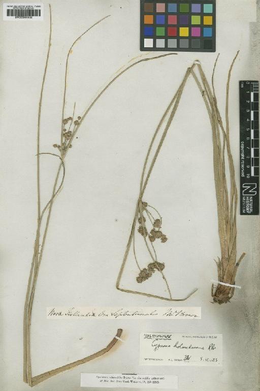 Mariscus holoschoenus (R.Br.) C.B.Clarke - BM000990835