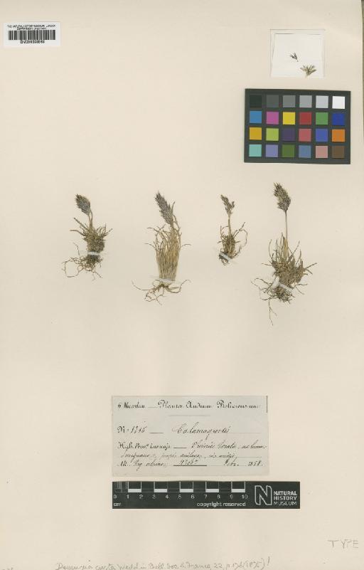 Calamagrostis curta (Wedd.) Pilg. - BM000938565