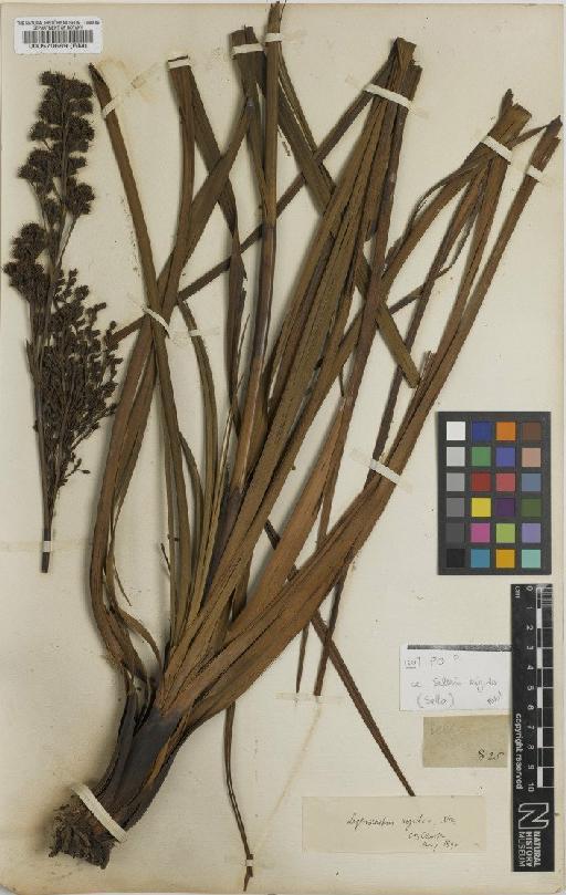 Lagenocarpus rigidus (Kunth) Nees - BM000570689