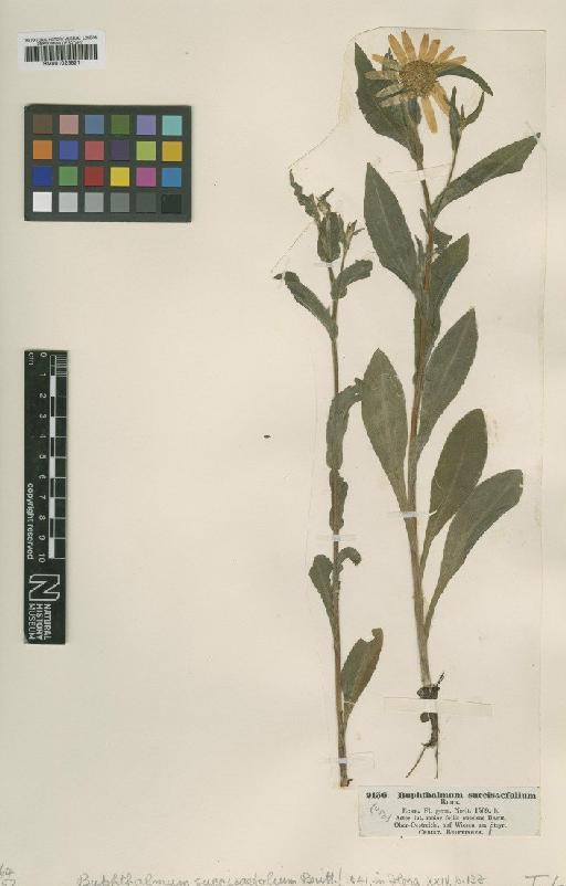 Buphthalmum succisifolium Brittinger - BM001025821