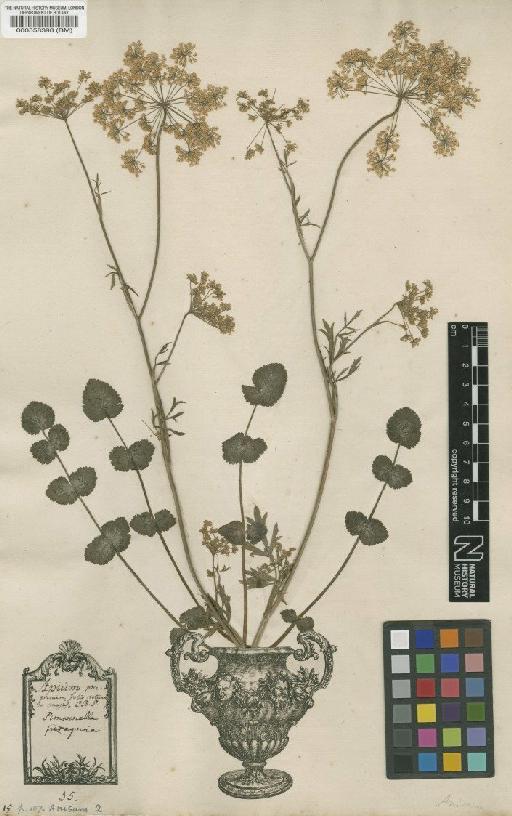 Pimpinella peregrina L. - BM000558398