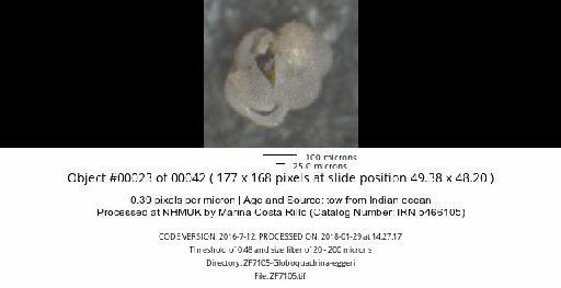 Neogloboquadrina dutertrei (d'Orbigny) - ZF7105-Globoquadrina-eggeri_obj00023_plane000.jpg