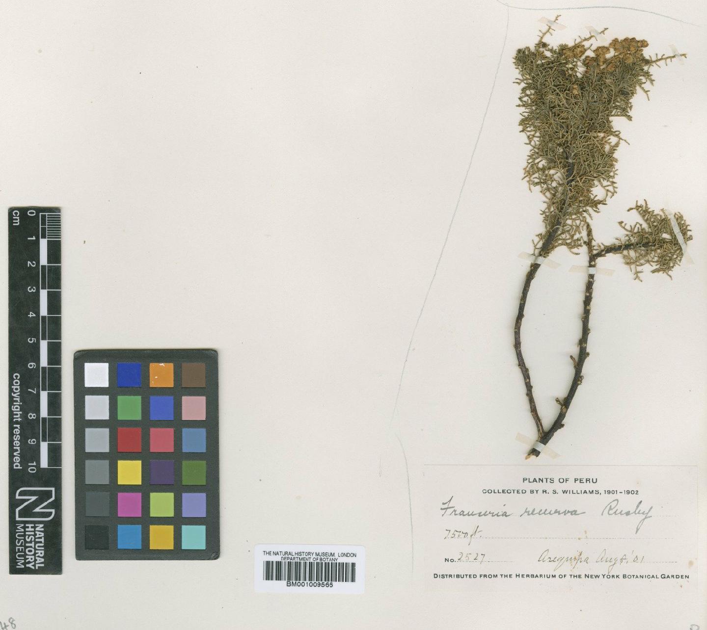 To NHMUK collection (Franseria recurva Rusby; Isotype; NHMUK:ecatalogue:615511)