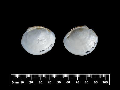 Unio solisiana subterclass Palaeoheterodonta d'Orbigny, 1835 - 1854.9.4.48, LECTOTYPE, Unio solisiana A.D.Orb., 1835