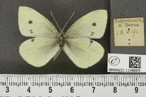 Pieris rapae rapae (Linnaeus, 1758) - BMNHE_1148005_111031