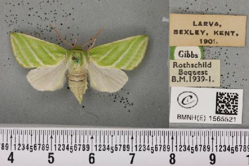 Pseudoips prasinana britannica (Warren, 1913) - BMNHE_1565521_293620