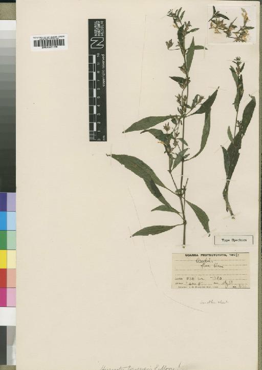 Hypoestes triflora (Forssk.) Roem. & Schult. - BM000931229