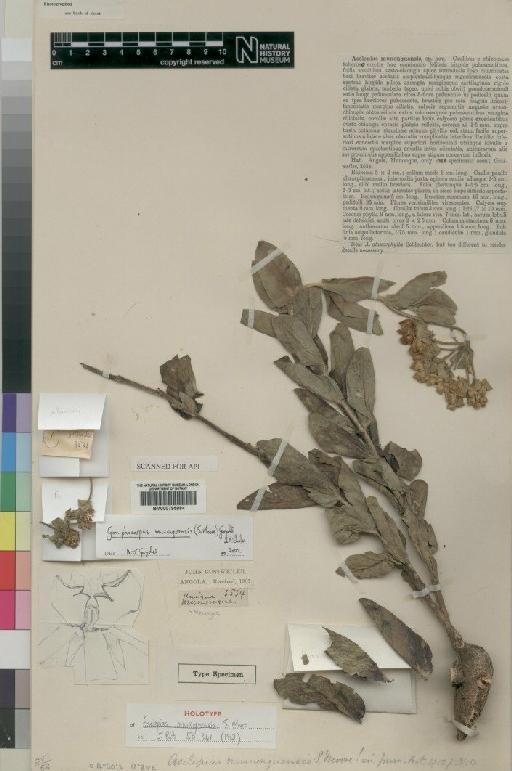 Gomphocarpus munonguensis (Moore) Goyder & Nicholas - BM000795884