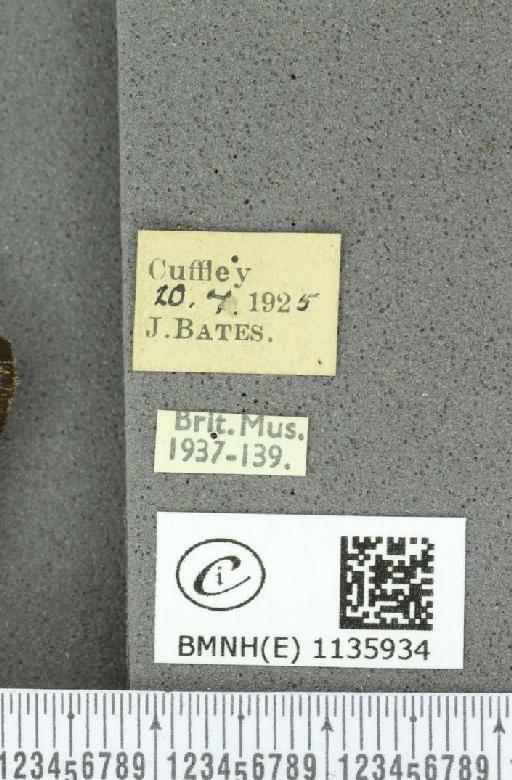 Neozephyrus quercus ab. violacea Niepelt, 1914 - BMNHE_1135934_label_94071