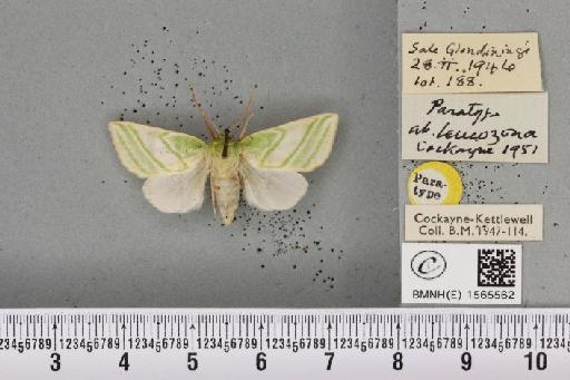 Pseudoips prasinana britannica ab. leucozona Cockayne, 1951 - BMNHE_1565562_293694