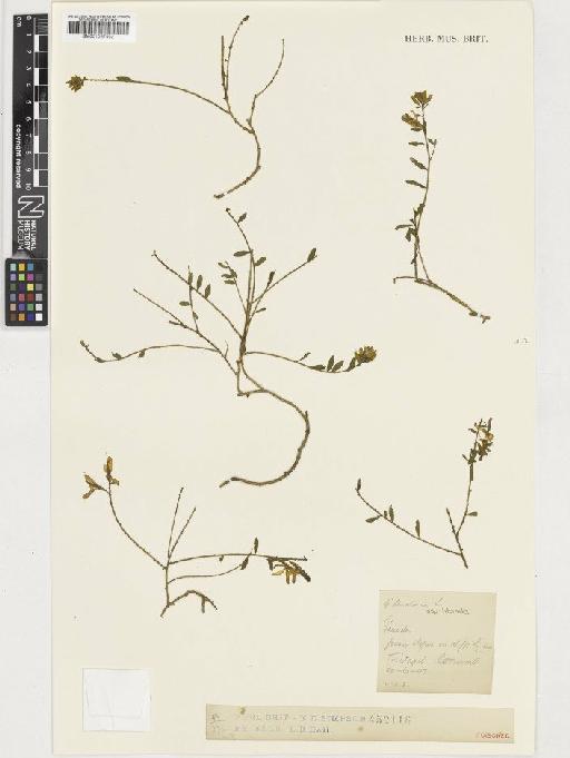 Genista tinctoria subsp. littoralis (Corb.) Rothm. - BM001037402