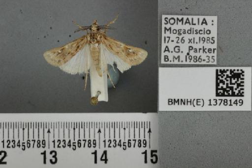 Prionapteryx rubrifusalis (Hampson, 1919) - BMNH(E) 1378149 Surattha rubrifusalis Hampson dorsal & labels