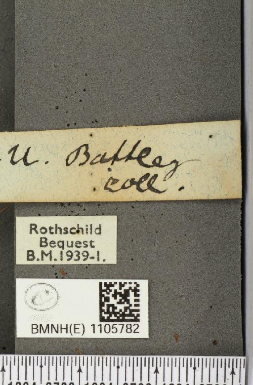 Issoria lathonia (Linnaeus, 1758) - BMNHE_1105782_a_label_17242