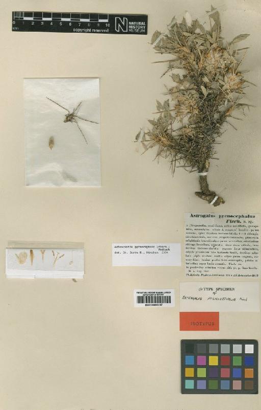 Astragalus pycnocephalus Fisch. - BM000885197