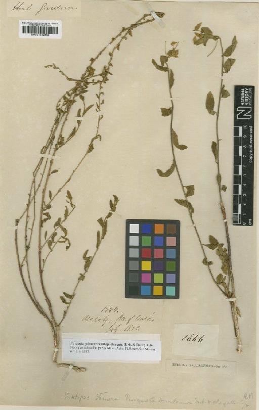 Piriqueta guianensis subsp. elongata (Urb. & Rolfe) Arbo - BM001042462