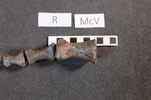 Mantellisaurus atherfieldensis (Hooley, 1925) - R5764-Mantellisaurus_R5764_Right_McV-3