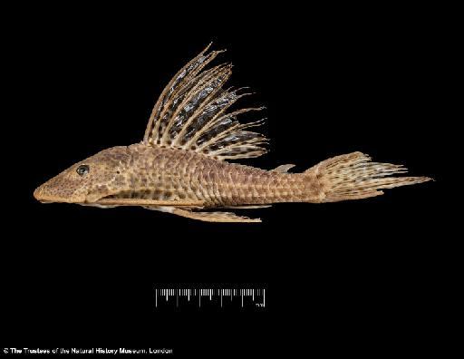 Hemiancistrus holostictus Regan, 1913 - BMNH 1913.10.1.57, HOLOTYPE, Hemiancistrus holostictus