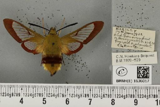 Hemaris fuciformis (Linnaeus, 1758) - BMNHE_1636017_205689