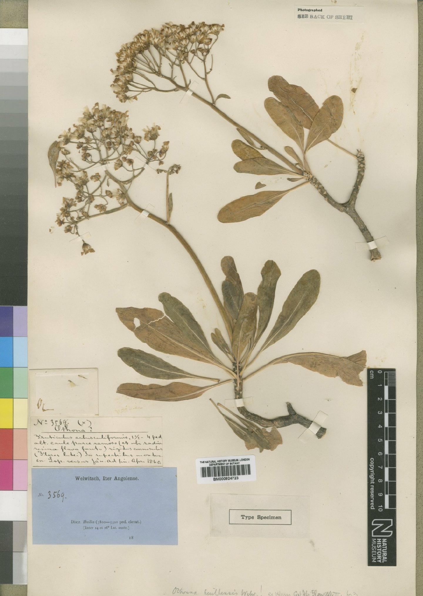 To NHMUK collection (Othonna huillensis Welw.; Syntype; NHMUK:ecatalogue:4553369)