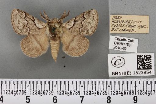 Trichiura crataegi (Linnaeus, 1758) - BMNHE_1523854_202390