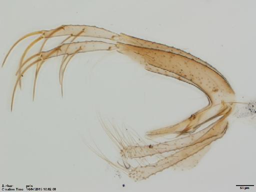 Lutzomyia (Helcocyrtomyia) monzonensis Ogusuku et al., 1997 - Lutzomyia_gonzaloi-BMNH(E)1722012_PT-male_terminalia-10x.tif