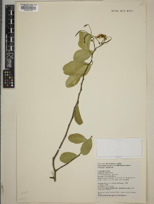 Capparis retusa var. velutina Hauman - BM000817159