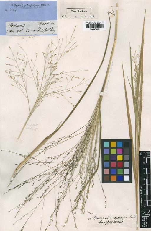 Panicum decompositum R.Br. - BM000795691