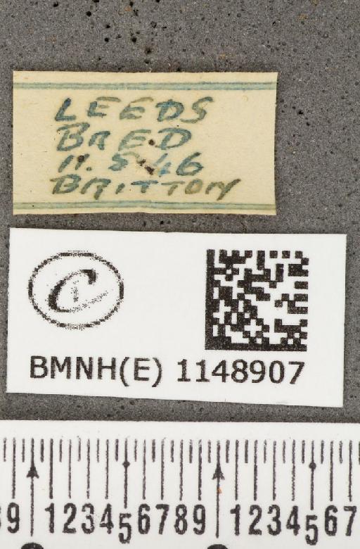 Lycaena phlaeas eleus (Fabricius, 1798) - BMNHE_1148907_label_109731