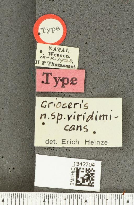 Crioceris (Crioceris) viridimicans Heinze, 1931 - BMNHE_1342704_label_12751