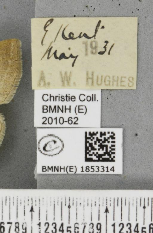 Petrophora chlorosata (Scopoli, 1763) - BMNHE_1853314_label_426073