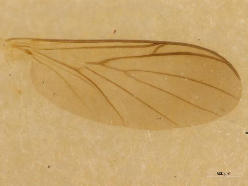 Monocentrota lundstroemi Chandler - Monocentrota_favoni-HT_BMNH236755-wing.jpg