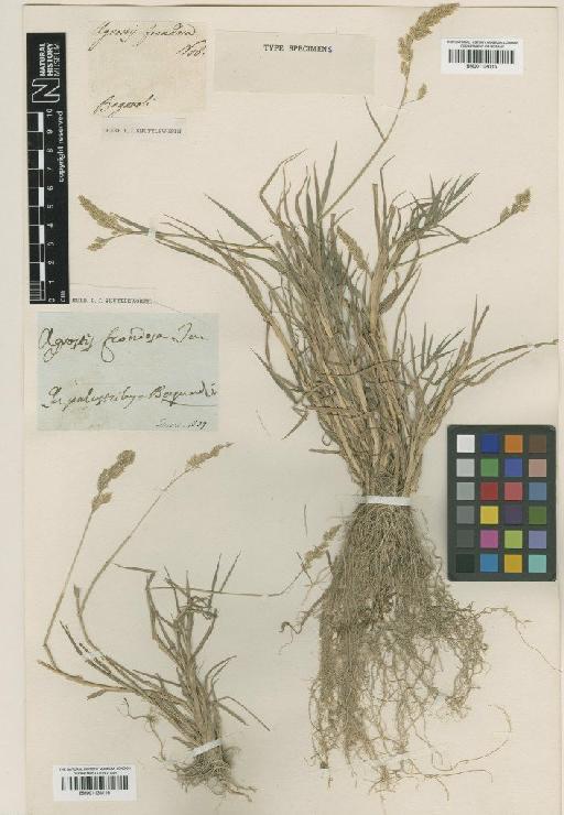 Agrostis parlatorei Breistr. - BM001134115