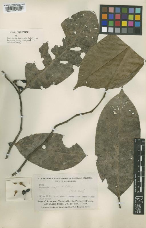 Guatteria scytophylla Diels - BM000546420