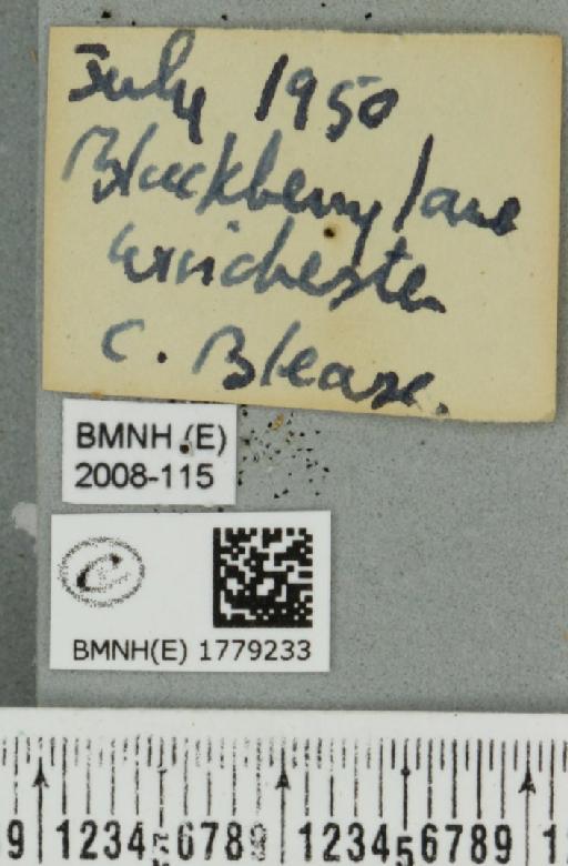 Dysstroma truncata truncata (Hufnagel, 1767) - BMNHE_1779233_label_349277