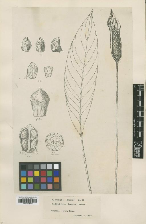 Spathiphyllum gardneri Schott - BM000938254