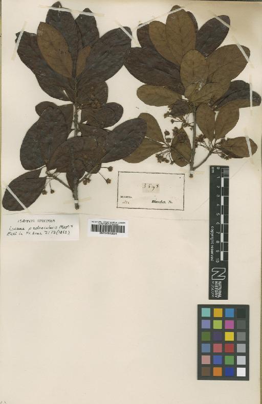 Pouteria peduncularis Baehni - BM000952524