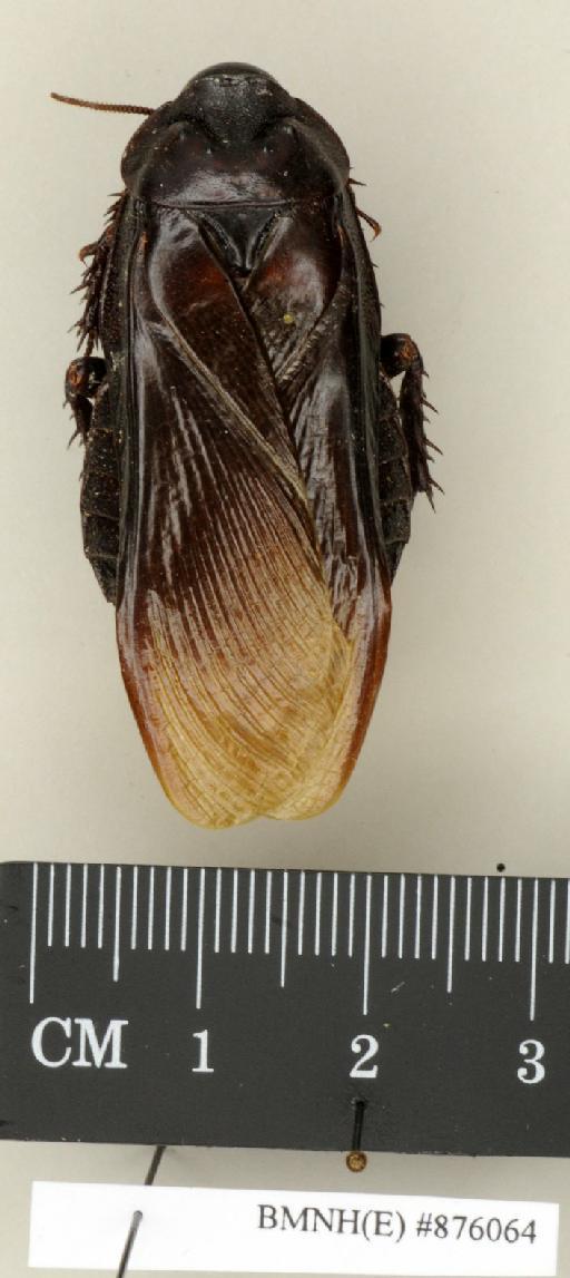 Salganea aequaliterspinosa Princis, 1951 - Salganea aequaliterspinosa Princis, 1951, female, non type, dorsal. Photographer: Edward Baker. BMNH(E)#876064