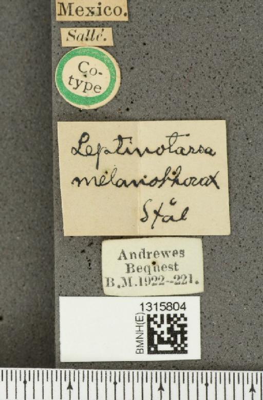 Leptinotarsa melanothorax (Stål, 1859) - BMNHE_1315804_label_15442