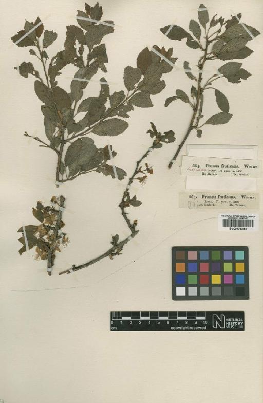 Prunus spinosa L. - BM000750851