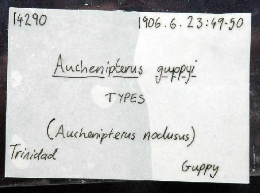 Auchenopterus guppyi (Regan, 1906) - 1906.6.23.49-50a; Pseudauchenipterus guppyi; image of jar label; ACSI project image