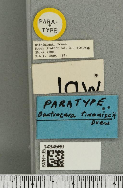 Bactrocera (Bactrocera) tinomiscii Drew, 1989 - BMNHE_1434569_a_label_28514