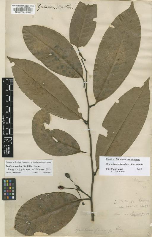 Guatteria punctata (Aubl.) R.A.Howard - BM000557389