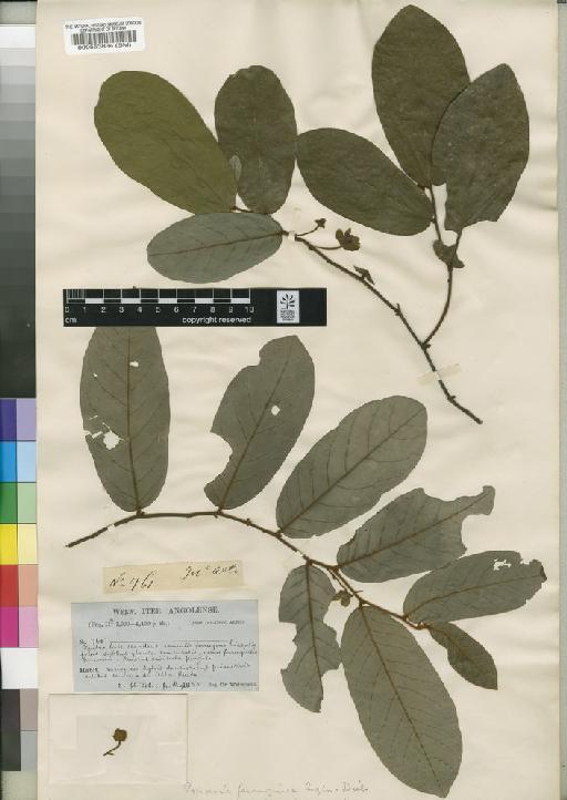 Monanthotaxis ferruginea (Oliv.) Verdc. - BM000553834
