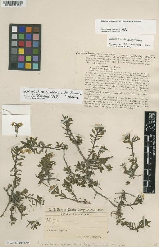 Ludwigia peploides subsp. peploides (Kunth) Raven - BM000528931