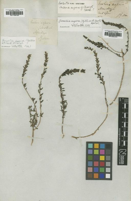 Junellia aspera (Gillies & Hook.) Moldenke - BM000992689