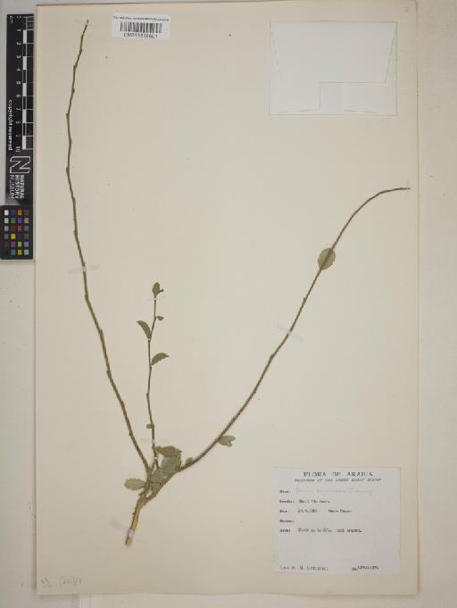Grewia erythraea - BM013838691