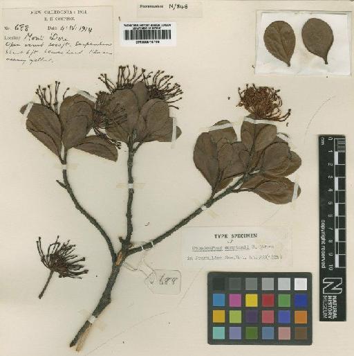 Stenocarpus comptonii S.Moore - BM000915708